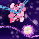 How HIV’s shape-shifting protein reveals clues for smarter drug design - Salk Institute for Biological Studies