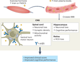 Irisin as a driver of neuroprotection in multiple sclerosis