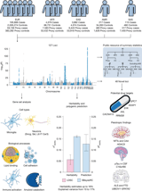 Alzheimer’s disease genetics converges on microglial and neuronal dysregulation