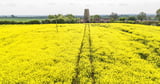 Rapeseed discovery ‘could help solve global protein demand’