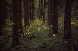 Adobe's Firefly Services makes over 20 new generative and creative APIs available to developers | TechCrunch