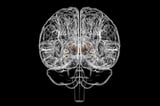 Tiny structure in the brain could be driving how much you eat