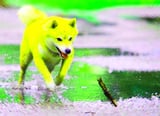 SHIB Price News: Shiba Inu Partners With UAE Ministry of Energy