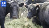 Australia lifts biosecurity import restrictions on US beef