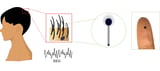 The future of brain activity monitoring may look like a strand of hair