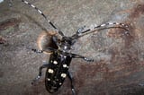Shrewsbury Beats Back Tree-Killing Beetle, Second Worcester County Town Cleared