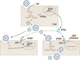How common drugs can help viruses spread
