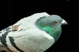 Pigeon GPS: New clues into how the birds find their way home | AP News