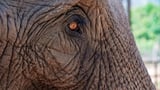 Elephant skin inspires a new way to keep buildings cool