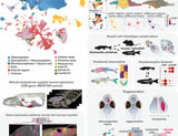 Whole-body single-cell atlas of an adult vertebrate, Danionella cerebrum