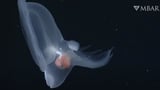 Scientists discover mysterious deep sea creature. It hunts with a hood.