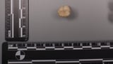 Protein in Homo erectus teeth suggests Denisovans gave us some of their DNA