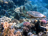 Climate change is now the leading threat to imperiled species, new study finds