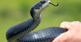 Robert F. Kennedy Jr. Keeps Picking Up Snakes. Is He Doing It Right?