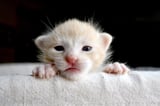Puppies, kittens, data at risk after 'cyber incident' at veterinary giant