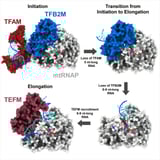 Researchers at Thomas Jefferson University detail mitochondrial transcription, uncovering potential drug