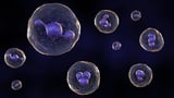 Certain Immune Cells May Hinder Cancer Immunotherapy