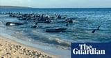 Twenty-six pilot whales dead after mass stranding on WA beach