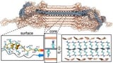 International collaboration uncovers structure of Huntington’s disease protein