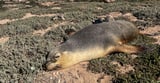 Sea Lions With Cameras Are Mapping Australian Ocean Floor