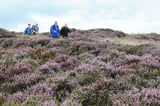 Tick population in Scotland could almost double due to climate change – study