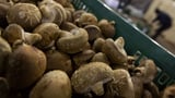 Shiitake-powered computer demonstrated by researchers &mdash; mushroom-infused chips a surprising alternative to using&hellip;