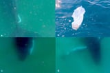 Humpback Whales Grieve for Lost Offspring, Video Evidence Shows