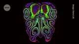 First detailed 'smell map' reveals how noses track odours