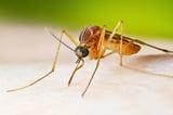 West Nile Virus found in Worcester mosquitoes, city to conduct spraying