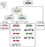 Scientists decode the dynamic heart of elephant grass chromosomes