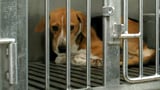 Premier Doug Ford warns Ontario scientists doing medical tests on dogs to 'stop before I catch you'