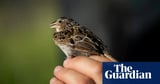 Florida grasshopper sparrow: scientists hail resurgence of endangered bird