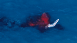 First drone footage of a humpback birth shows mum and bub thriving