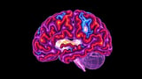 Massive Cell-by-Cell Map Reveals the Cerebellum's Hidden Role in