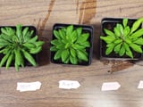 Plant Eat And Breathe Signals Unveiled