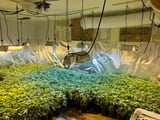 Several Maine properties allegedly used in multimillion-dollar illegal marijuana enterprise
