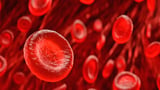 Study finds human blood cell development mirrors 700 million years of evolution