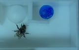 Bumblebees use tools to solve complex problems—despite not being trained to do so
