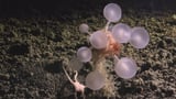 Researchers Discover 'Death Ball' Sponge and Dozens of Other Bizarre Deep-Sea Creatures in the Southern Ocean
