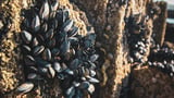 Mussel-Inspired Adhesive Breaks Down Plastic, Could Prevent Biofouling