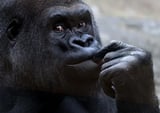We Have A Gorilla Trade
