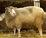 Dolly, the sheep that stands as an icon for cloning