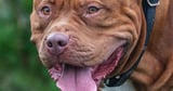 Police have seized over 4,500 suspected banned dogs since XL Bully ban enforcement began