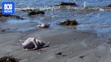 SA's toxic algal bloom similar to size of Kangaroo Island, state government says