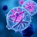 Scripps Research Team Discovers Sugar Molecules Key to Initiating Placental