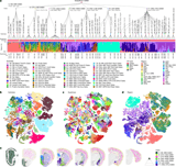 Transcriptomic and spatial organization of telencephalic GABAergic neurons
