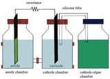 A Novel Algal–Algal Microbial Fuel Cell for Enhanced Chemical Oxygen Demand Removal