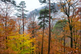 At least one-third of European trees not adapted to global warming