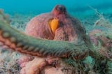 How many ways can an octopus flex its supple arms? Now we know