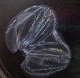 After injury, one species of comb jelly can fuse to become one